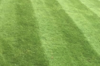 A nice clean lawn