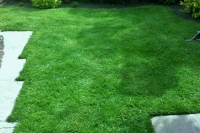 How about this lawn in Runcorn - after Lawnsavers lawn care treatment