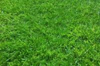 Lawn following treatment
