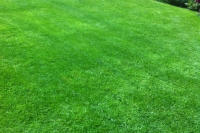 Lawn after treatment