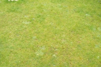 Another lawn before treatment