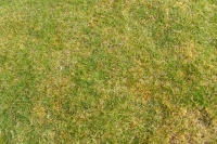 Very mottled lawn (before treatment)