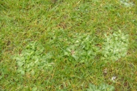 This lawn has a lot of weeds in it