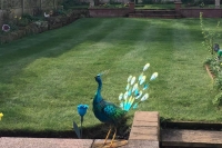Customers Lawn In Runcorn