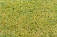 Very mossy lawn