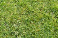 Weedy lawn