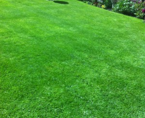 lawn after treatment