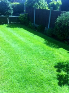 lawn after treatment (4)